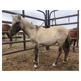 Yearling Filly Light Grulla Pony