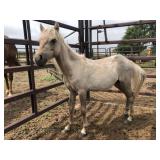 Yearling Colt Light Chestnut Pony