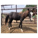 Yearling Black Filly Pony