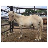 Yearling Colt Light Chestnut Pony