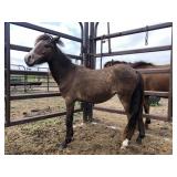 Yearling Filly Bay Pony