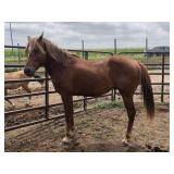 3 yr old Sorrel Breeding Stock Paint Stud