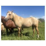 4 yr old Palamino Mare (Zan Parr Bar Blood Lines)
