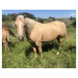 5 yr old Palamino (Zan Parr Bar Blood Lines)