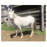 7 yr old Gray Mare Pony