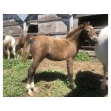 4 month Filly Dark Chest Nut Pony