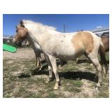 3 yr old Filly Dun Tobiano Pony