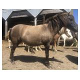 5 yr old Dark Grulla Mare Pony