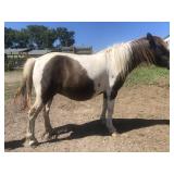 8 yr old Grulla Tabiano Mare Pony