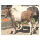 4 mo Dun Colt Pony (COLT ONLY)