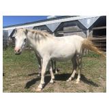 3 yr old Gray Mare Pony