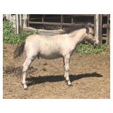 4 mo Colt Blue roan or bay roan Pony