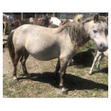 5 yr old Roan Grulla Mare Pony