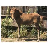 4 mo Chest Nut Colt Pony