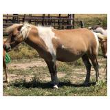 5 yr old Dun Tobiano Mare Pony