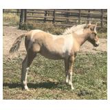 4 mo Filly Dun Pony