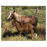 6 yr old chest nut mare & 4 wk Filly Pony (PAIR)