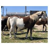 15 yr old Overo Paint Mare Pony (Broke to ride)