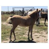 4 mo Filly
