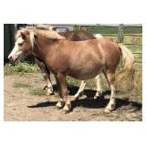 4 yr old Sabino Paint Roan Mare Pony