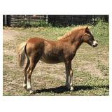 4 mo Sorrel Filly Pony