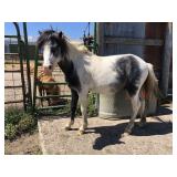 3 yr old Blue Roan Tobiano Stallion Pony
