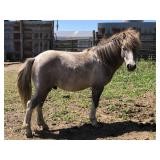 4 yr old Grulla Roan Tobiano Stallion Pony