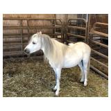 5 yr old Gray Stallion Pony