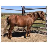4 yr old Dark Sorrel Stallion Pony