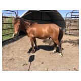 5 yr old Dark Buckskin Stallion Pony