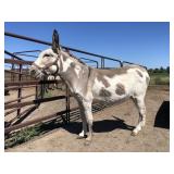 11 yr old spotted gray overo Jenny Donkey (Mable)