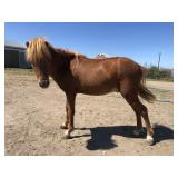 3 yr old Sorrel Stallion Pony