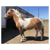 6 yr old Tri color Tobiano Stallion Pony