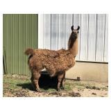 7 yr old Female Llama