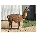 5 yr old Female Llama