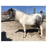 5 yr old Blue Ron Tobiano Mare Pony