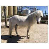 5 yr old Gray Stallion Pony