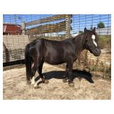 4yr old Black Filly Pony (TWISTED LEFT HIND HOOF)
