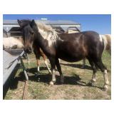 3 yr old Filly black pony