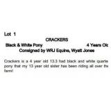 CRACKERS 4 Year Old Black & White Pony
