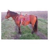 BO Haflinger/Quarter Cross 19 Years Old