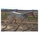 LEGEND POA Pony Gelding 5 Years Old
