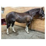 SMART DURO AQHA  Sorrel Gelding