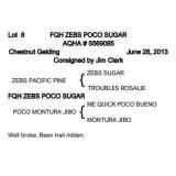 FQH ZEBS POCO SUGAR AQHA Chestnut Gelding