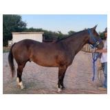CEE HEART SNIPA STAR AQHA Bay Gelding