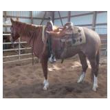 WKK HOLIDAY BET AQHA Sorrel Mare