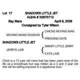 SHADOWS LITTLE JET AQHA Bay Mare