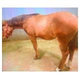 RICO SUAVE POA Red Dun Colt