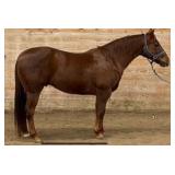 CODY PLAYIN AQHA Chestnut Gelding