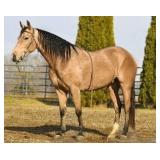 MR NIC CHIC AQHA Buckskin Gelding